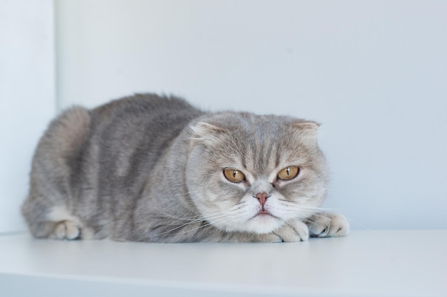 Wunderschönes Scottish Fold Silver Tabby Portrait