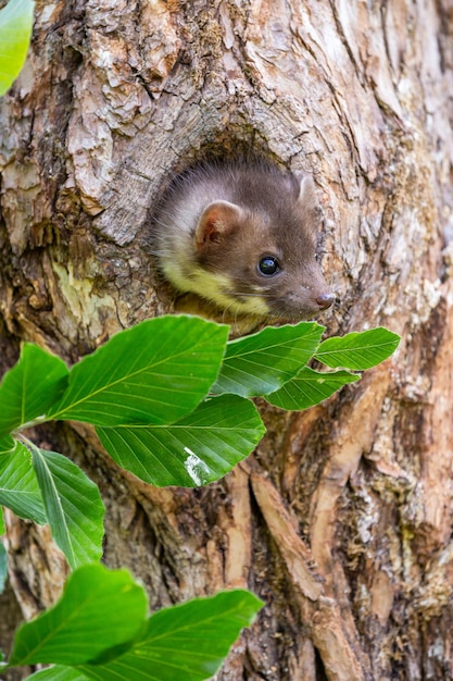 Wunderschönes süßes Steinmarder-Waldtier Martes foina Steinmarder-Detailporträt Kleines Raubtier mit dem Baumstamm in der Nähe des Waldes