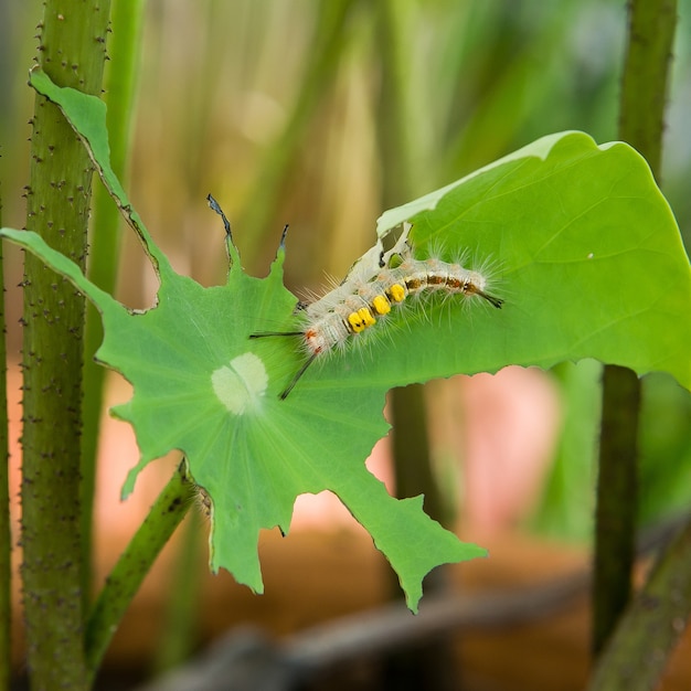 Wurm, der auf einem Blattlotos in der Natur isst