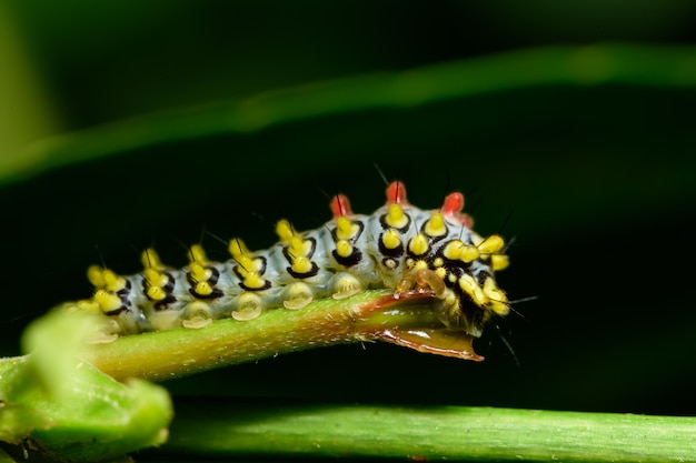 Wurm-Makro auf einem Holz