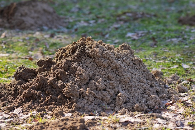 Wurmloch im Garten auf dem Hof eines Landhauses im Frühjahr Nahaufnahme Nagetiere Rasen Schädlinge Frühling