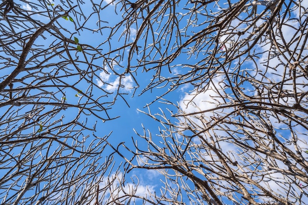 Wurmperspektive mit Ästen von Bäumen und blauem Himmel in der Wintersaison