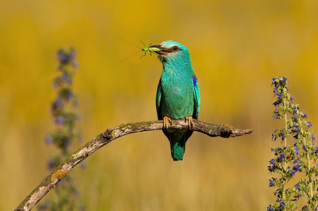 Wuropean roller sentado sobre una ramita con saltamontes en el parque nacional de Hortobagy.