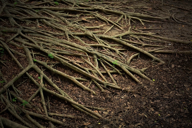 Wurzelbaumsystem in der Natur