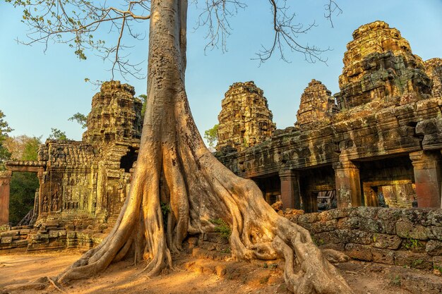 Wurzeln, die die Ruine des Tempels Ta Prohm bedecken