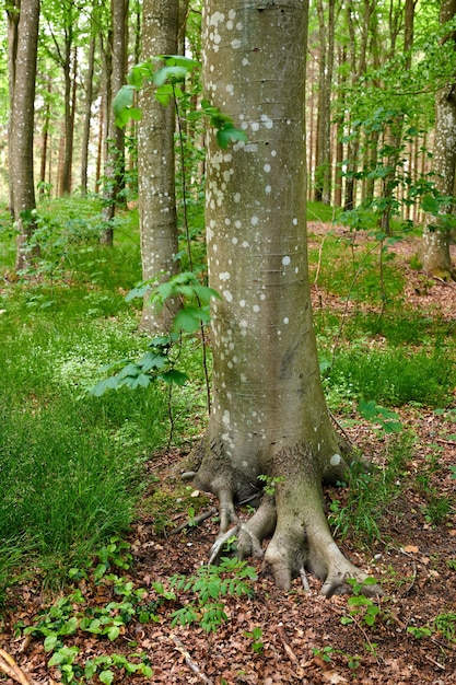 Wurzeln eines alten Baumstamms in einem Wald Abgeschiedener Wald im Frühling mit grünen Graspflanzen und Reben, die zwischen Bäumen wachsen Entdeckung tief in den leeren Wäldern in einer wilden Naturumgebung