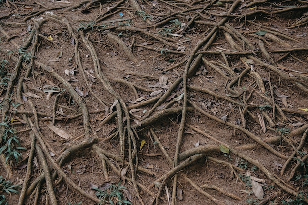 Foto wurzeln von bäumen auf der oberfläche des bodens