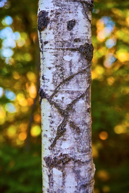 X natural en una corteza de abedul o álamo temblón con fondo verde bosque descolorido