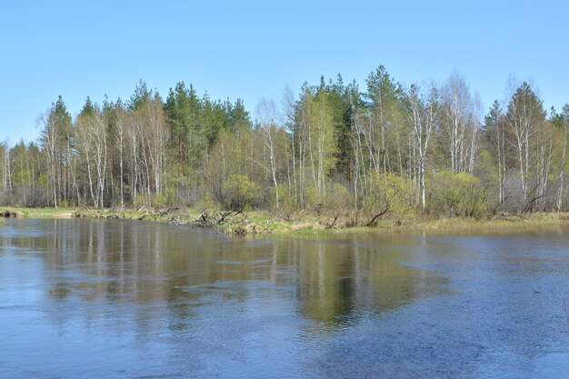 XA Primavera en el río del bosque