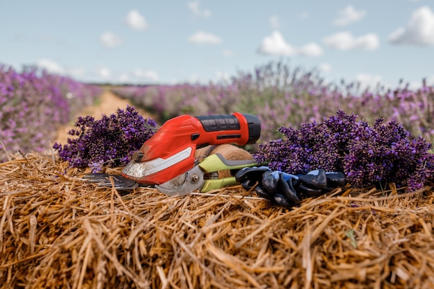 XAA bando de lavanda cortada e tesoura de poda contra um pano de fundo de campos floridos de lavanda Jardinagem e poda sazonal do conceito de lavanda