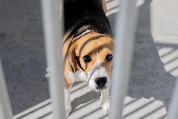 XAA einsamer Beagle-Hund ist in einem Tierheim