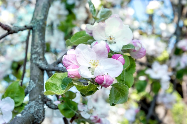 XAA flor de maçã