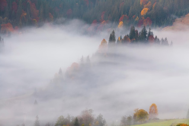 XAAsombrosa niebla densa en las montañas de los Cárpatos Ucrania