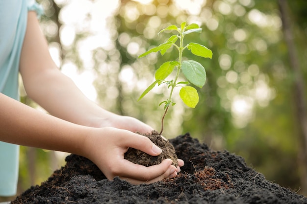 Foto xaconcepto del día mundial del medio ambiente con una niña sosteniendo árboles pequeños en ambas manos para plantar en el suelo mano sosteniendo un árbol pequeño para plantar en el bosque verde luz de la mañana del mundo en el fondo de la naturaleza