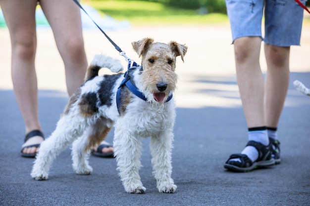 XADog Foxterrier im StraßenhintergrundxA