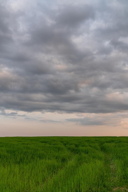 XAGreen prados com céu pôr do sol e fundo de nuvens xAImagem de fundo de um campo de grama exuberante e céu escuro do pôr do sol e nuvens