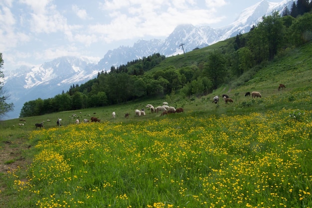 XALaisagem dos Alpes franceses