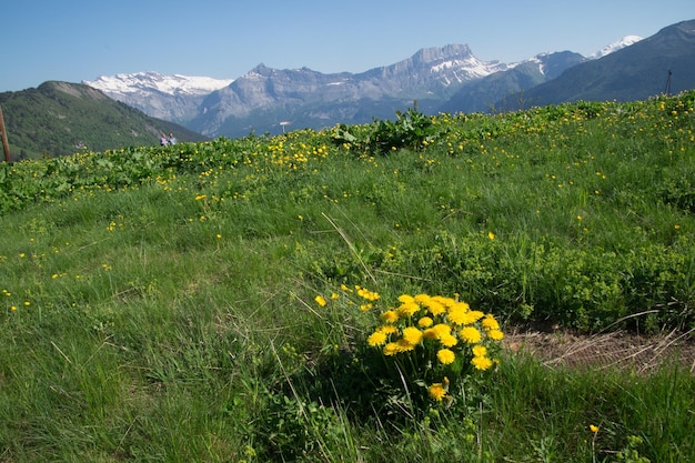 XALandschaft der französischen Alpen