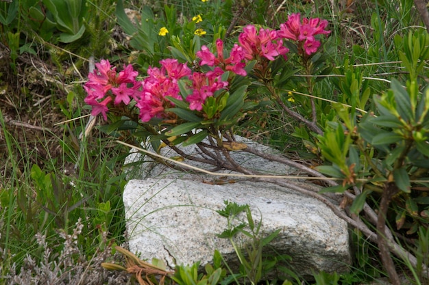 XALandschaft der französischen Alpen