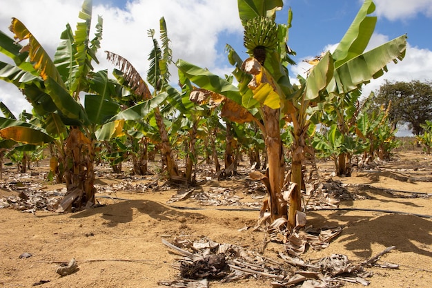 XAlarge Bananenplantage im Bewässerungssystem und Früchte