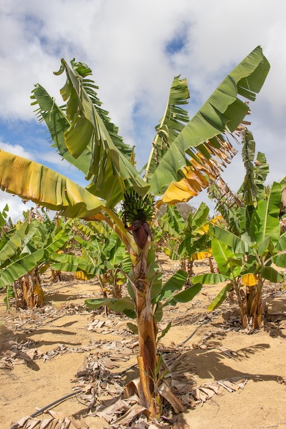 XAlarge plantação de banana em sistema de irrigação e frutas