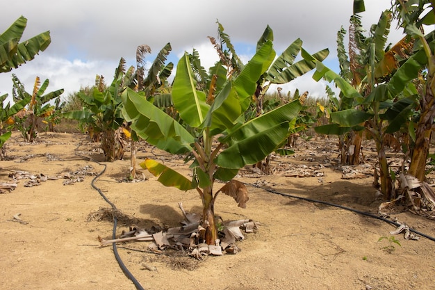 XAlarge plantação de banana no sistema de irrigação