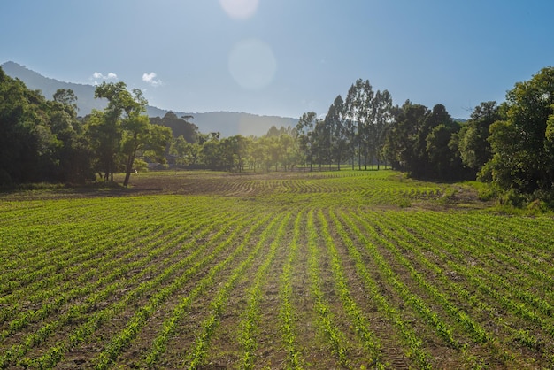 XAmanecer en la plantación de maíz en la serra catarinense