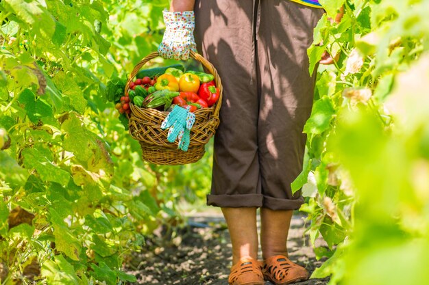 XAmujer sosteniendo una canasta con verduras frescas en su jardín