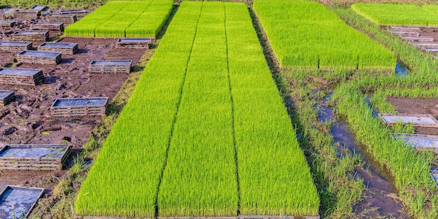 XARice campos e mudas recém-plantadas