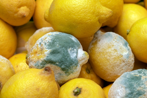 XARrotación de frutos Moho azul en limones