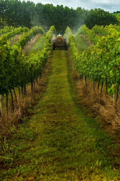 XASerra Catarinense Vinícolas Brasil Vinhos de altitude