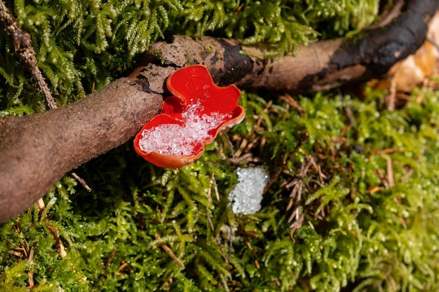 XDxASpring hongo rojo primer plano sobre un fondo de musgo verde