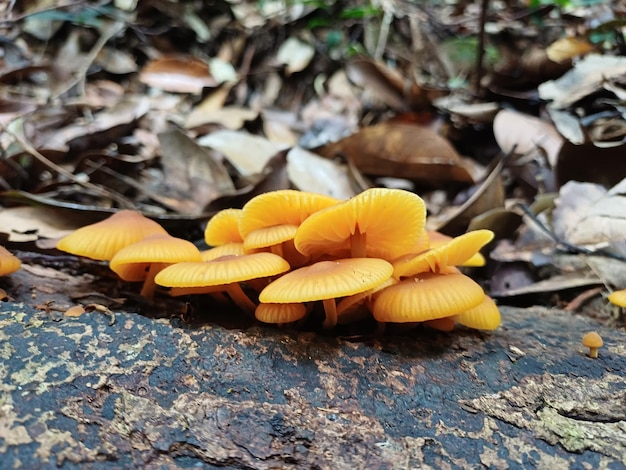 Foto xeromphalina campanella o hongo trompeta de oro y campanas de omphalina en la colina de la cebolla