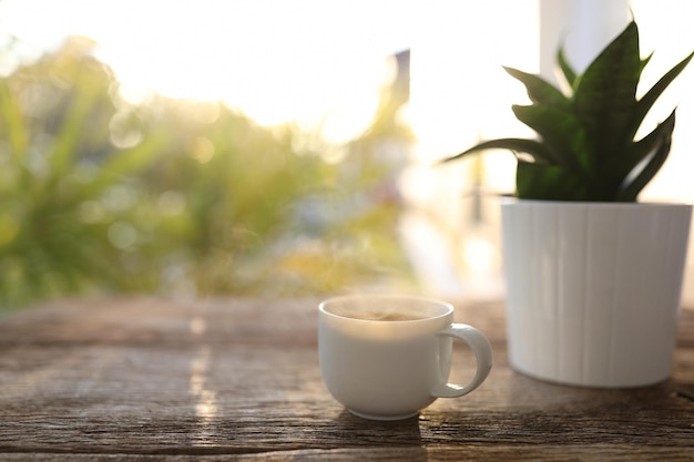 Xícara de café branca e vaso de planta de cobra Hahnii