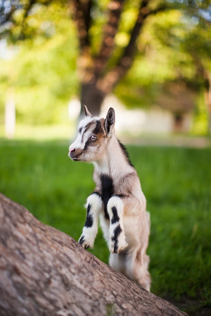 XUna hermosa foto de cabra trepada al árbol