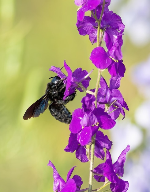 Xylocopa valga Carpenter bee Um inseto sentado em uma flor