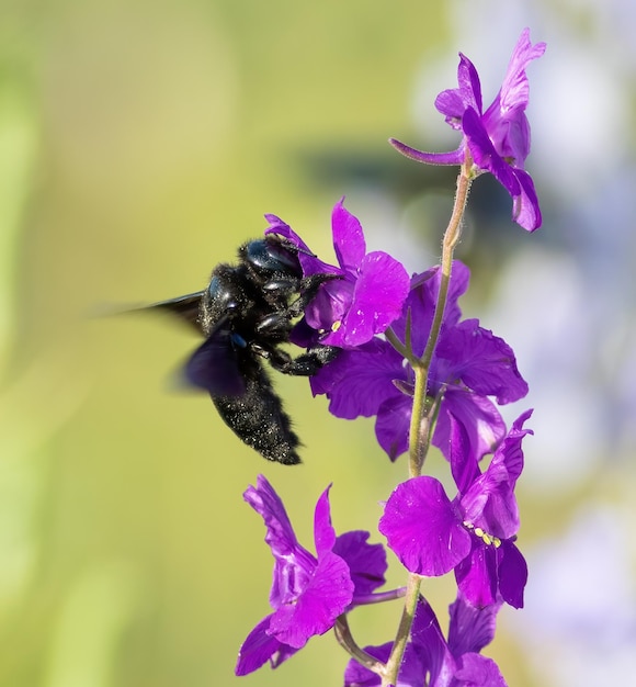 Xylocopa valga Zimmermannsbiene Ein Insekt sammelt Nektar