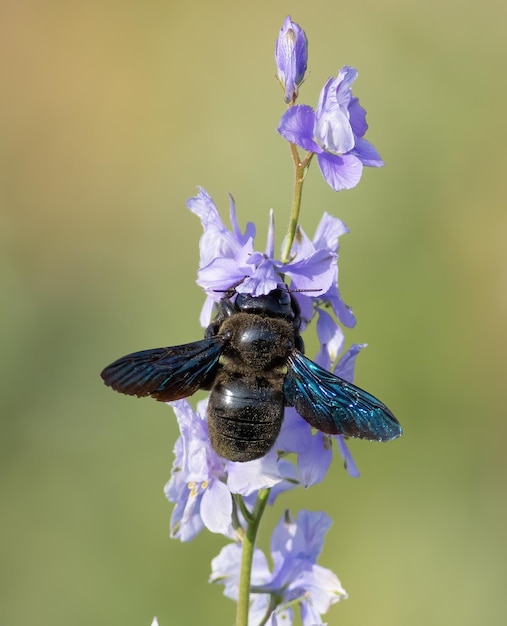 Xylocopa valga Zimmermannsbiene Ein Insekt sammelt Nektar