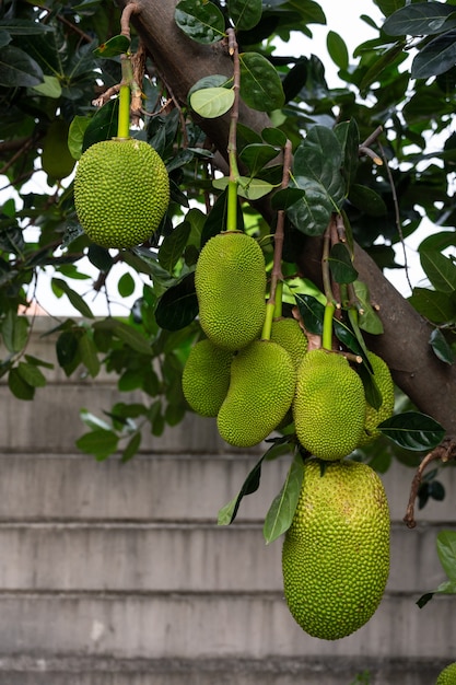 Yaca en el árbol está esperando ser cosechada.