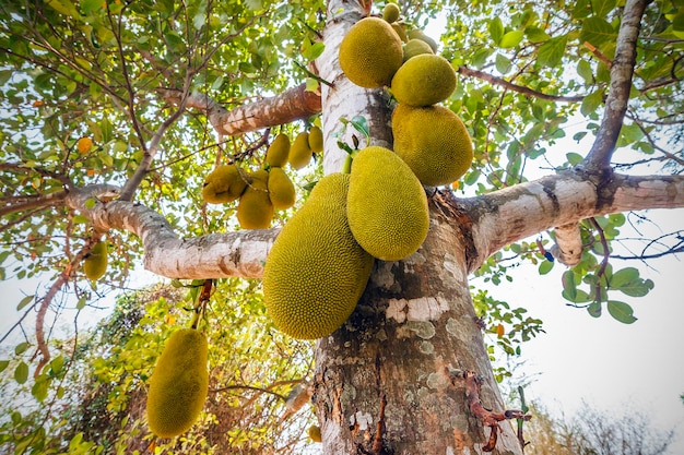 La yaca (Artocarpus heterophyllus) crece en un árbol, en el fondo un templo budista borroso, Tailandia. La yaca es una fruta dulce deliciosa. Concepto de frutas.