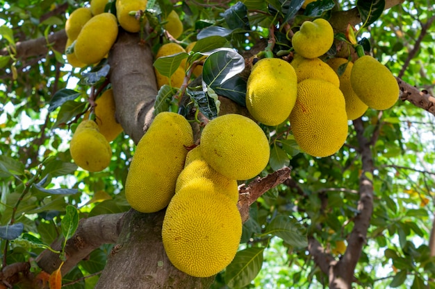 Yaca colgando del árbol