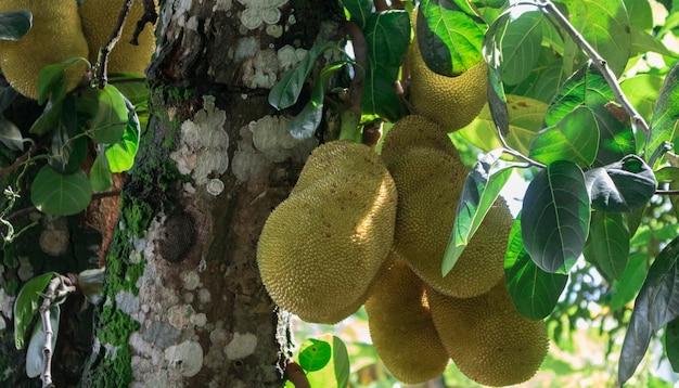 Yaca conocida como jaca colgando de un árbol de jaca Famosa fruta de Brasil Especie Artocarpus heterophyllus