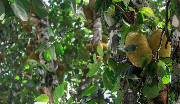 Yaca conocida como jaca colgando de un árbol de jaca Famosa fruta de Brasil Especie Artocarpus heterophyllus