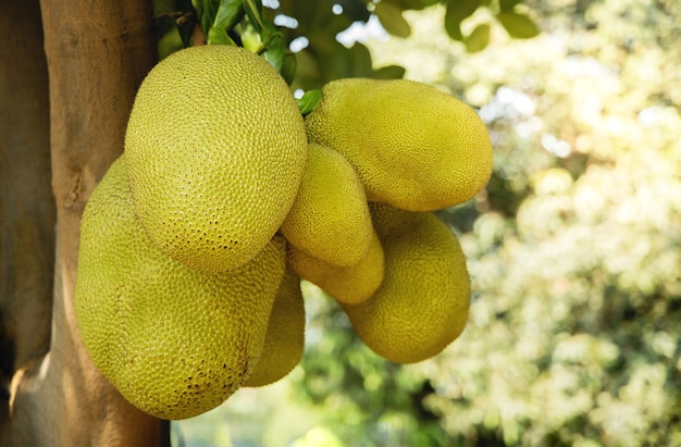 Yaca joven, árbol de Jack