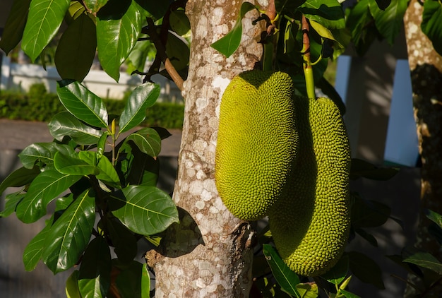 Yacas crudas en el tronco del árbol