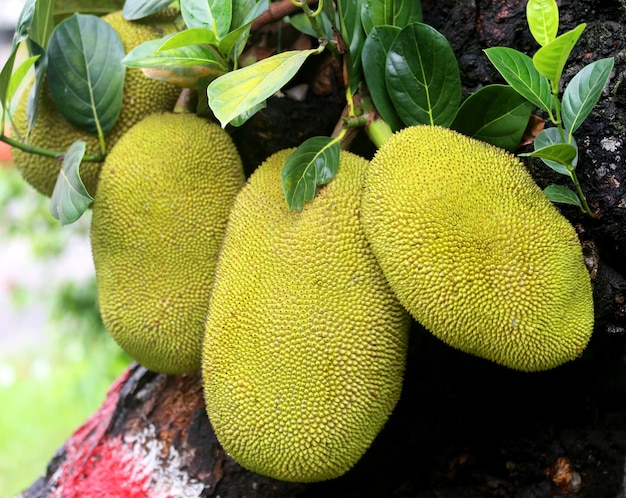 Yacas gigantes que crecen en un árbol