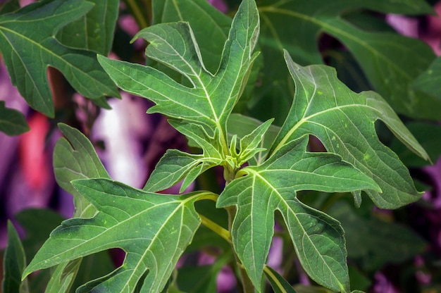 Yacon (Smallanthus sonchifolius), uma planta herbácea perene da família Asteraceae, conhecida como uma erva para tratar a redução da glicemia em diabéticos.