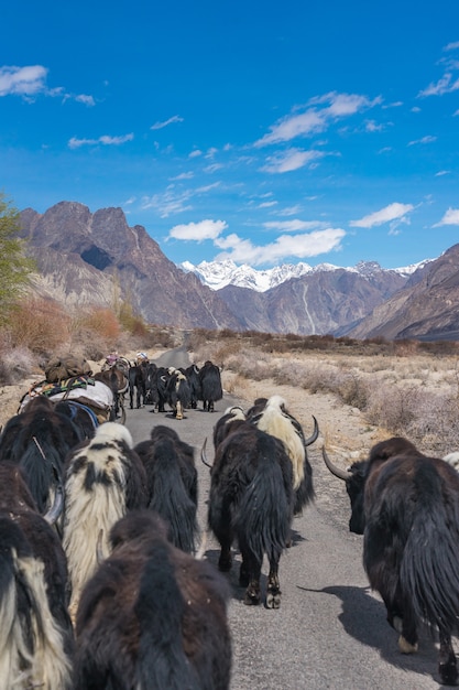 Yacs salvajes caminando por el camino camino al paisaje de montaña en Leh, India.