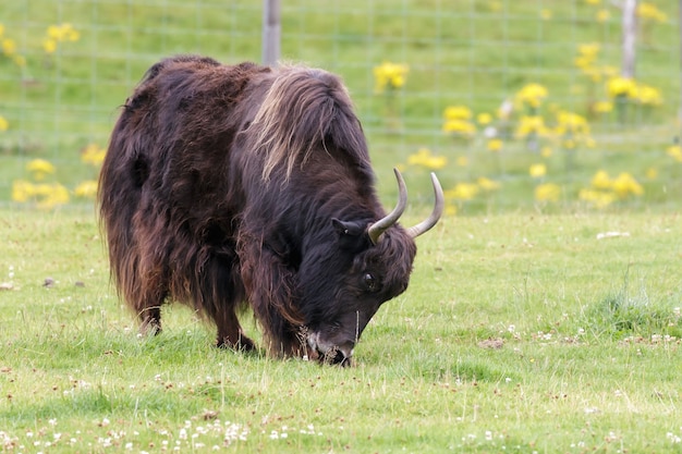 Yak (Bos grunniens) weidet auf saftigem Gras