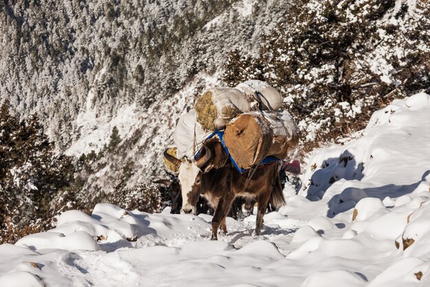 Yak caminando por el bosque nevado